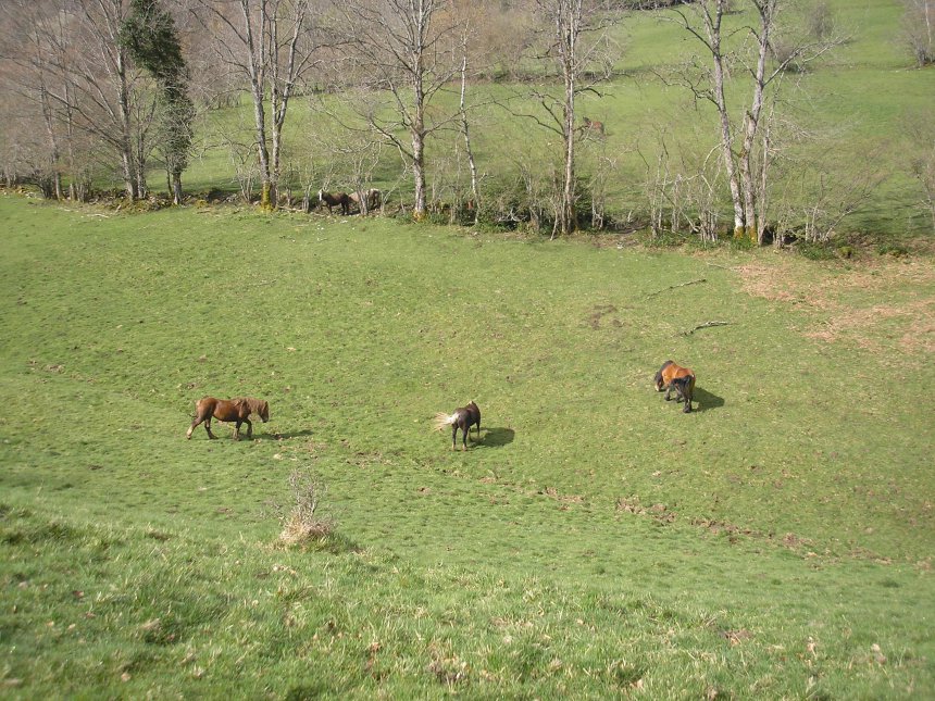   Des chevaux au pré de l' Ermite  au dessus du gîte